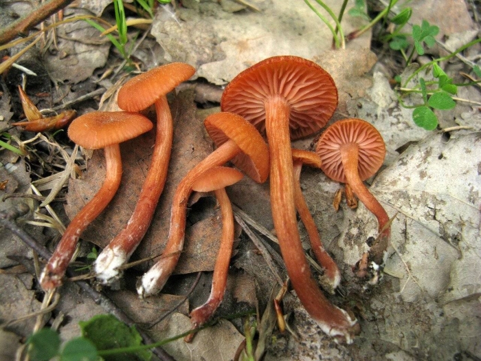 Лаковица гриб