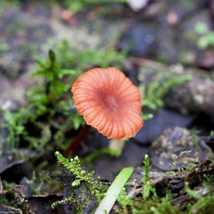 Лаковица аметистовая гриб