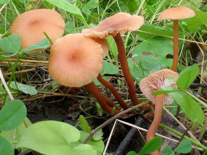 Лаковица розовая laccaria laccata