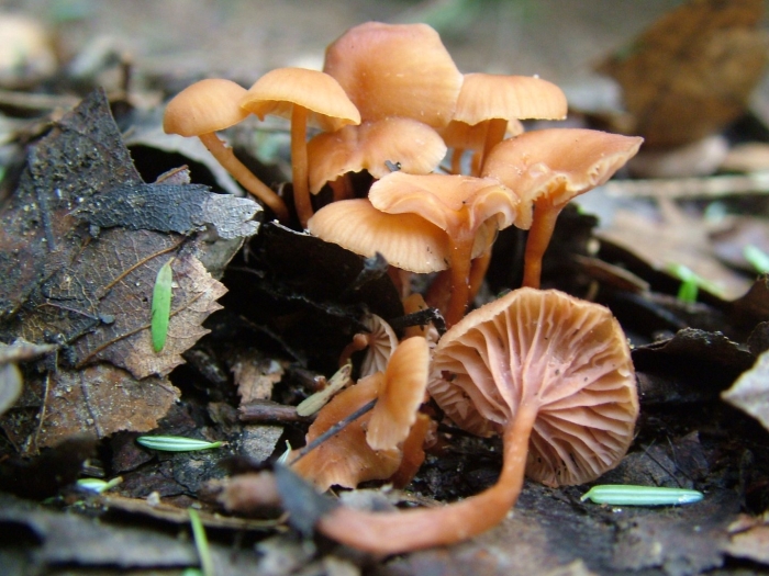 Лаковица аметистовая гриб