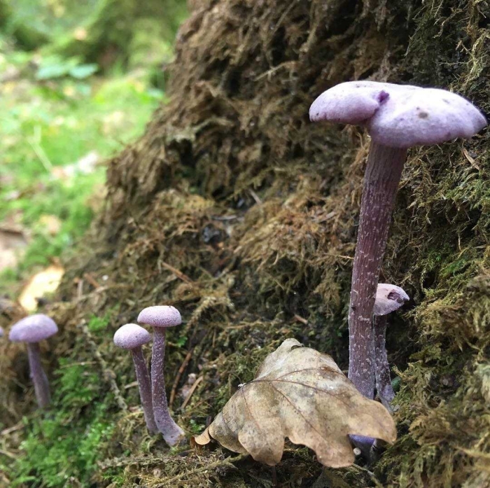 Лаковица аметистовая / amethyst deceiver