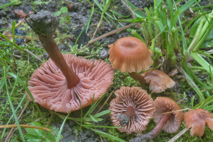 Лаковица аметистовая