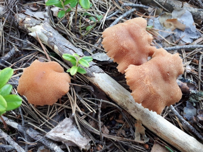 Гриб лаковица двухцветная