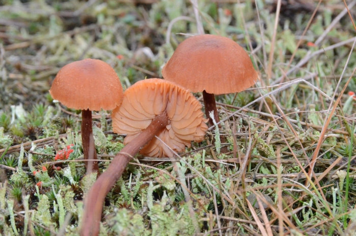 Laccaria laccata