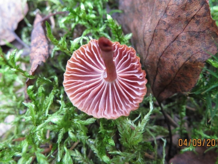 Лаковица аметистовая laccaria amethystina
