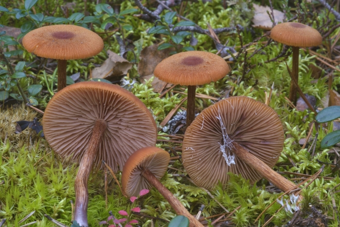 Лаковица аметистовая гриб