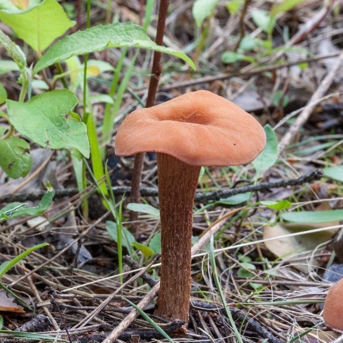 Лаковица двухцветная