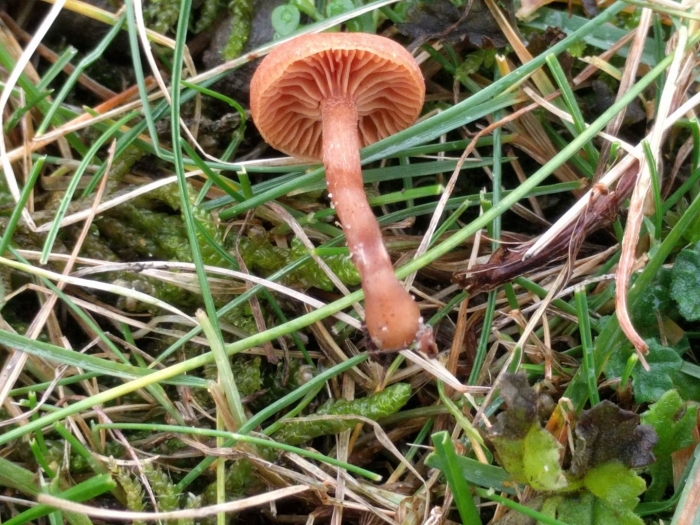 Паутинник светло-охристый