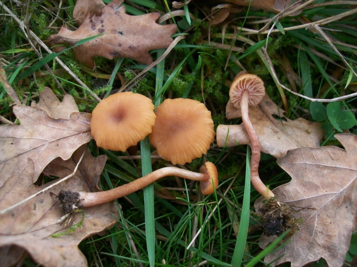 Laccaria laccata (scop.) cooke – лаковица розовая