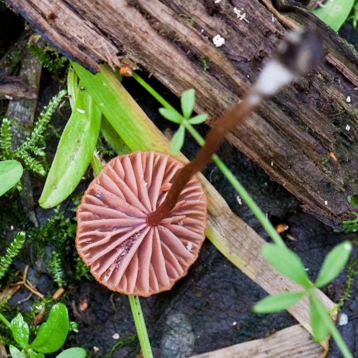 Лаковица розовая laccaria laccata