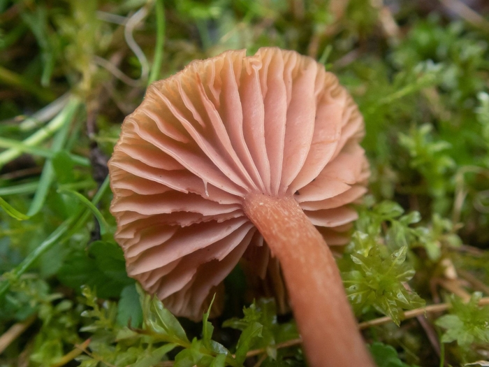 Лаковица аметистовая laccaria amethystina