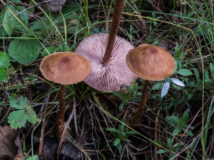 Лаковица обыкновенная гриб