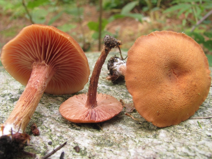 Лаковица розовая laccaria laccata