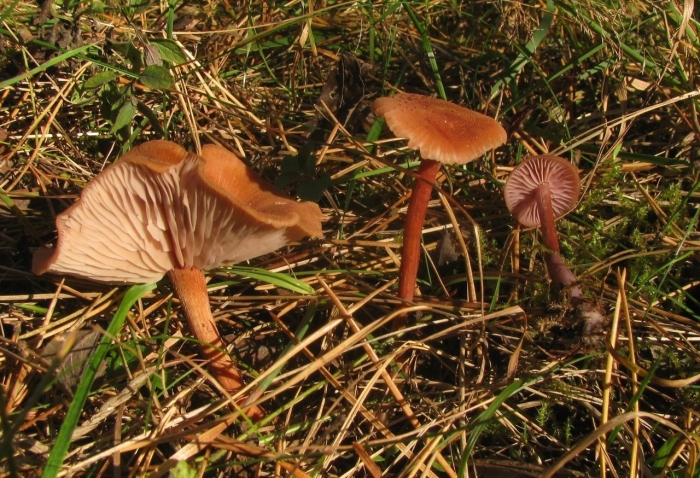 Laccaria bicolor