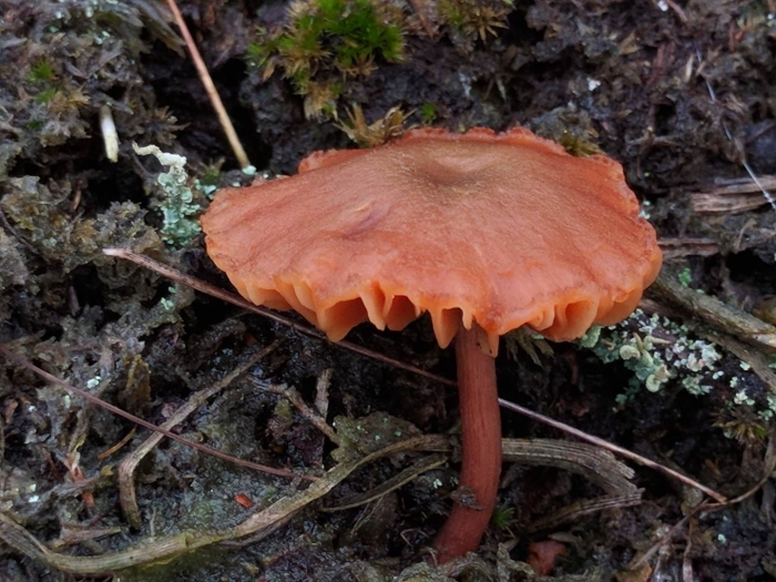 Лаковица розовая laccaria laccata