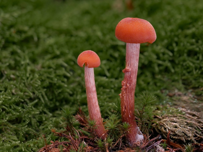 Розовые грибы