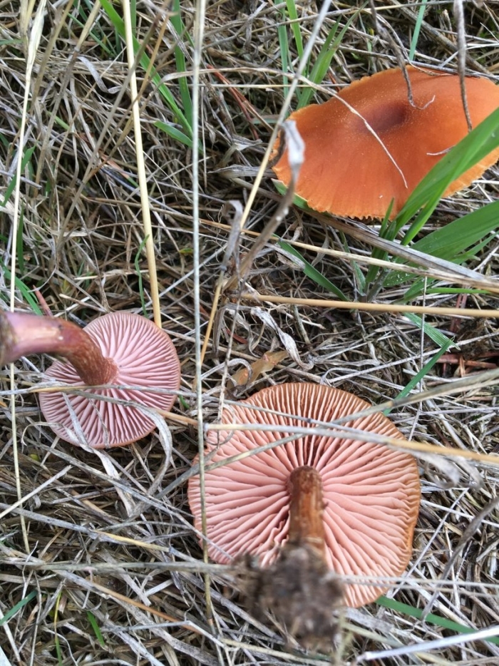 Лаковица обыкновенная гриб