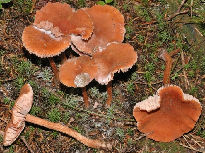 Laccaria proxima гриб