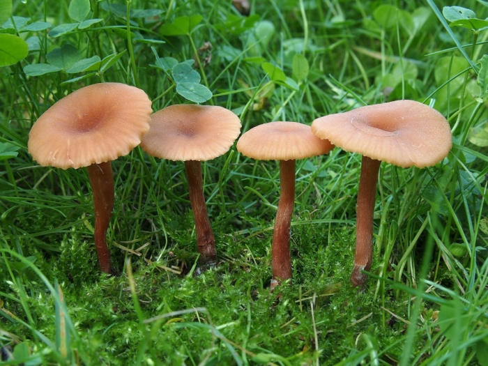 Лаковица обыкновенная