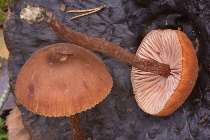 Laccaria proxima гриб