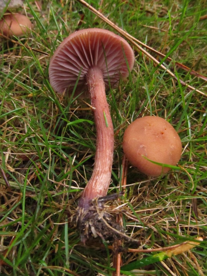 Лаковица обыкновенная гриб