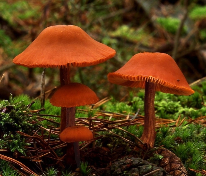 Млечник оранжевый ядовитый