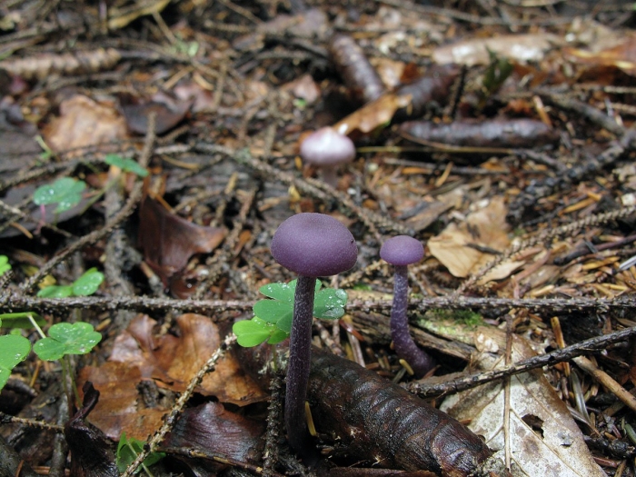 Лаковица фиолетовая