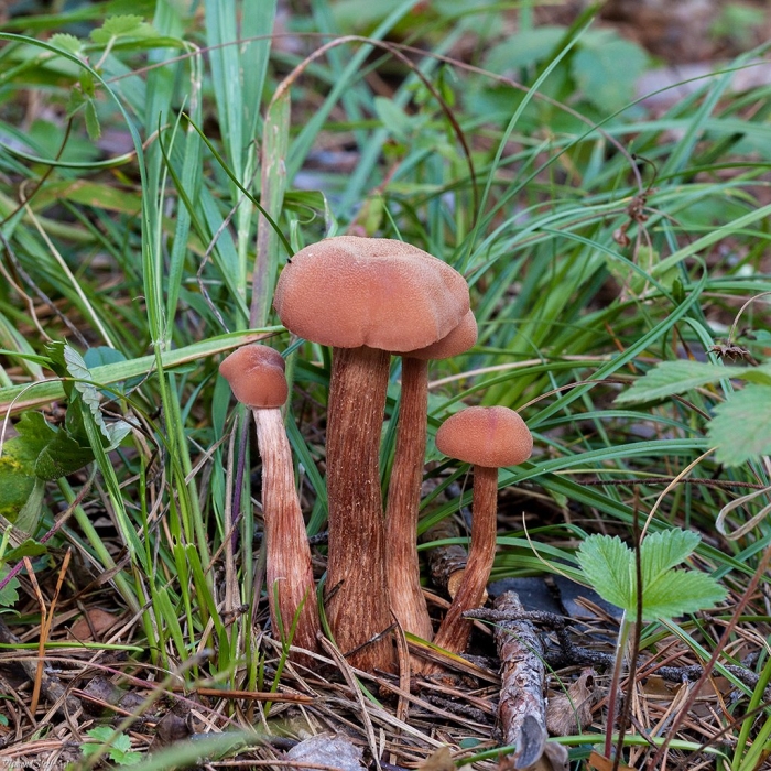 Лаковица обыкновенная гриб