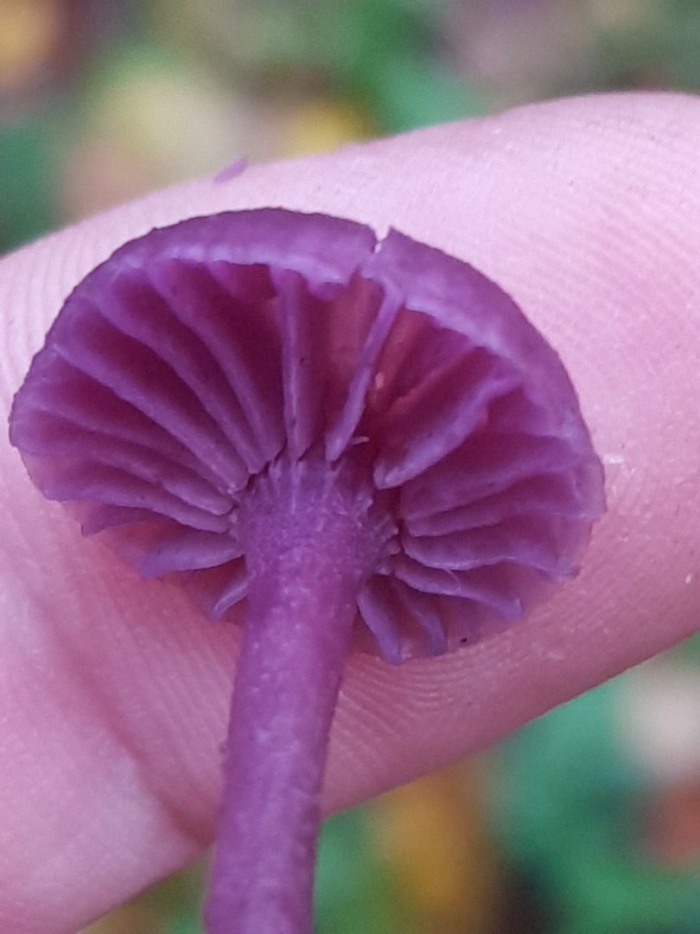 Laccaria amethystea