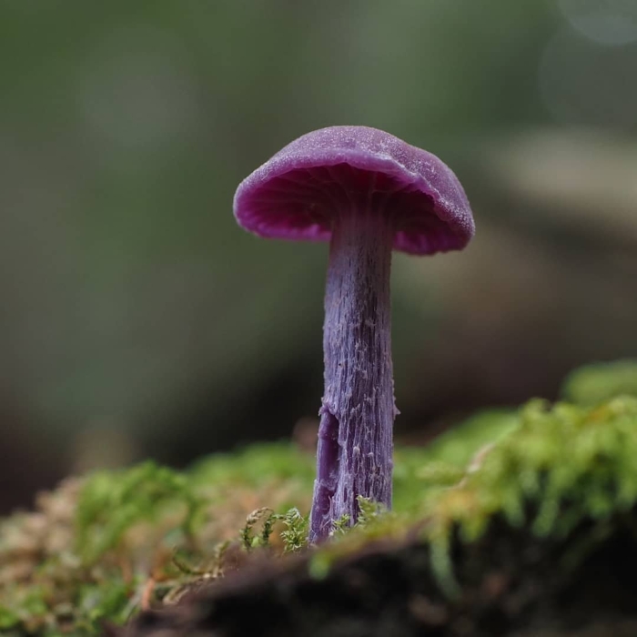 Лиловоногие грибы