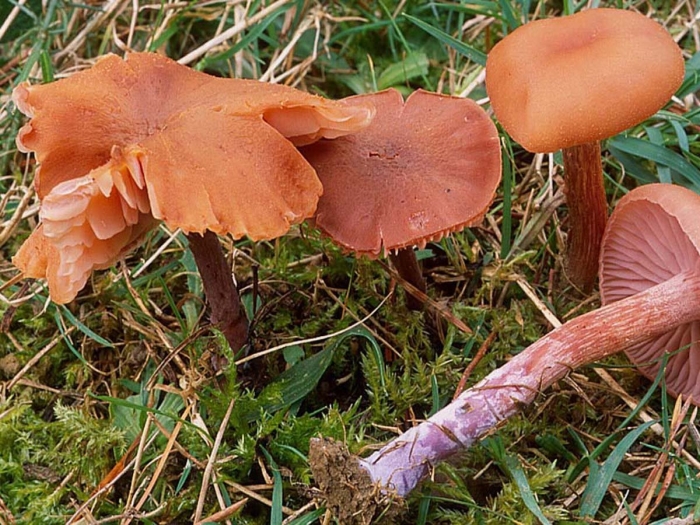 Лаковица аметистовая гриб