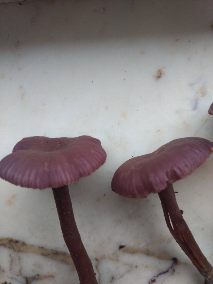 Лаковица аметистовая laccaria amethystina