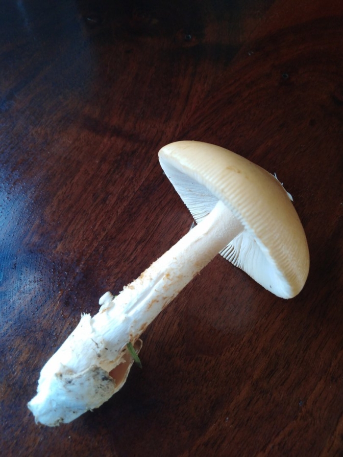 Мухомор элиаса amanita eliae