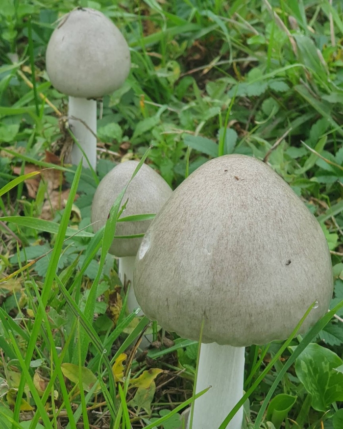 Навозник серый coprinus atramentarius