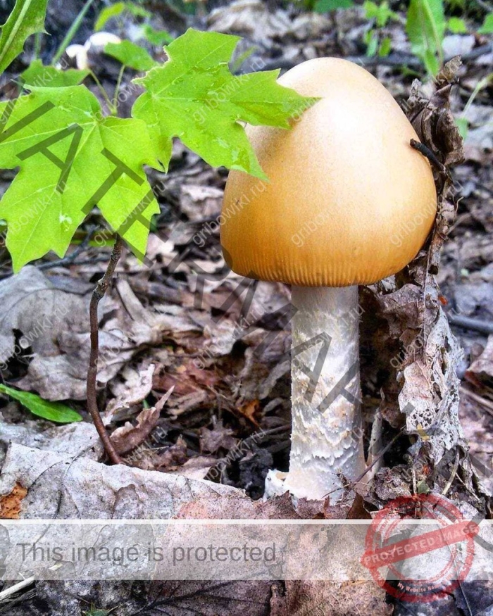 Поплавок шафрановый