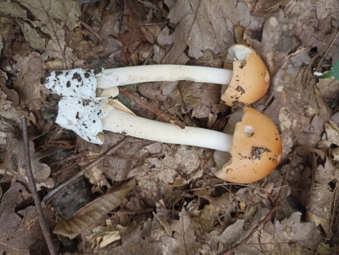 Поплавок желтеющий amanita flavescens