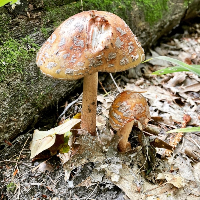 Мухомор пантерный