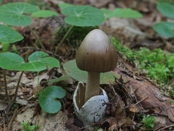 Amanitopsis vaginata