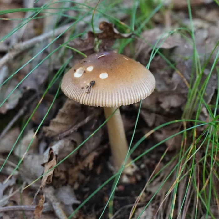 Толкачики грибы