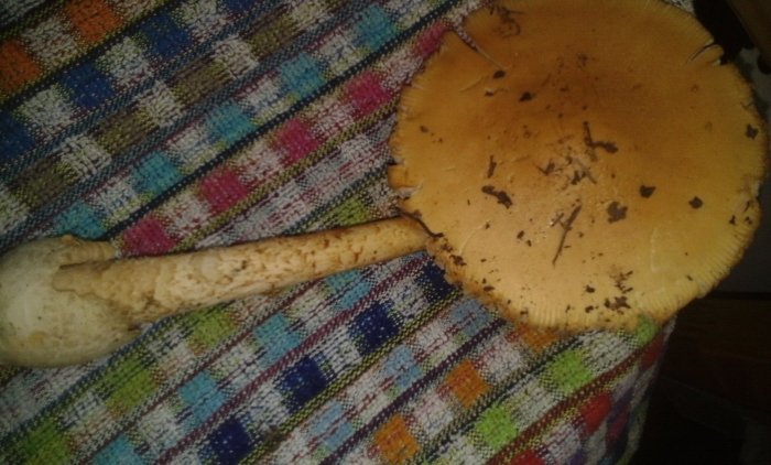 Мухомор поганковидный amanita citrina