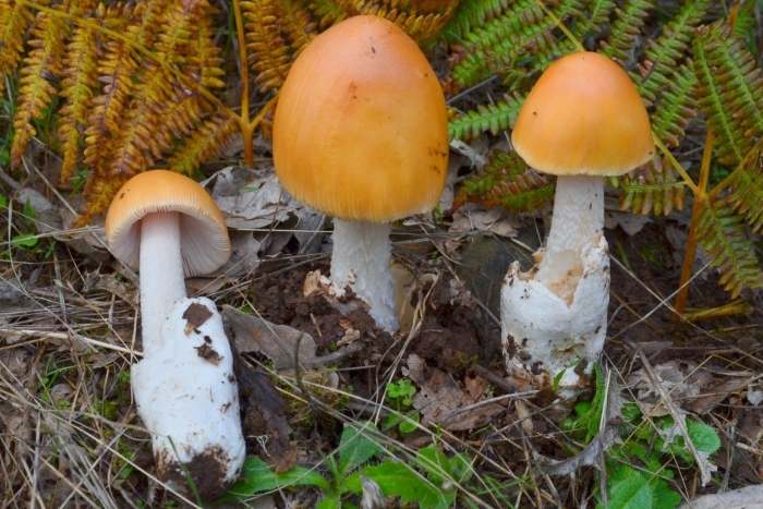 Цезарский мухомор