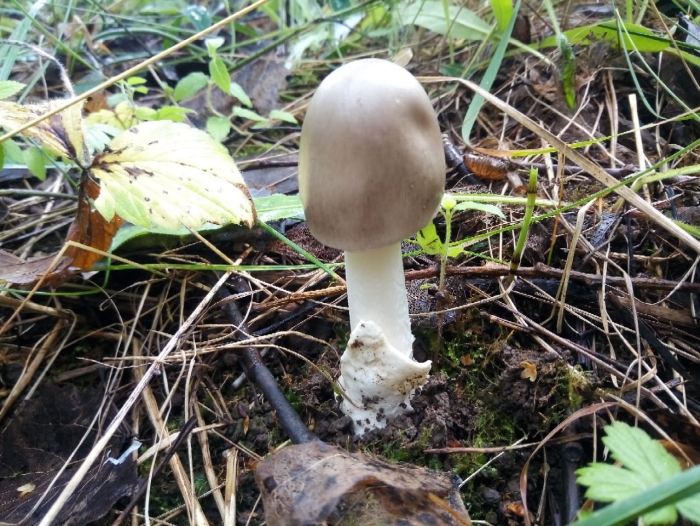 Поплавок серый (amanita vaginata)