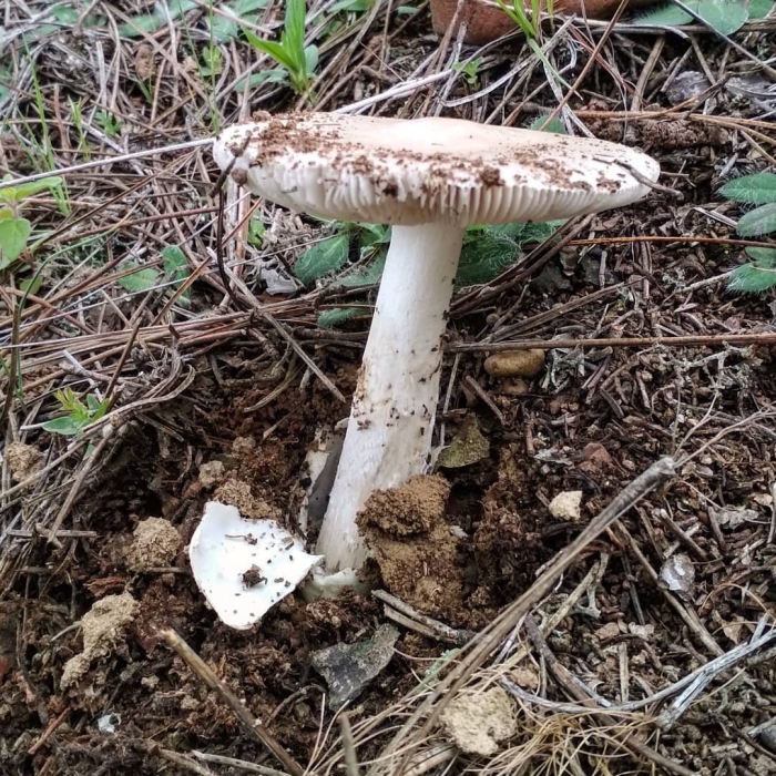 Мухомор серо-розовый amanita rubescens