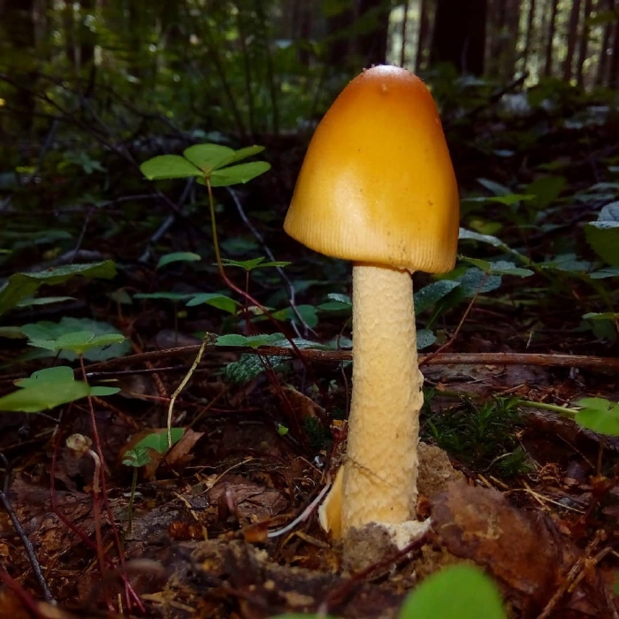 Поплавок шафранный гриб