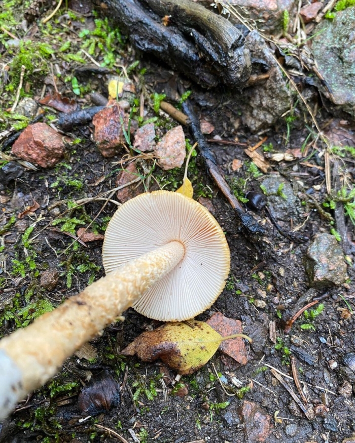 Чешуйчатка гаревая гриб