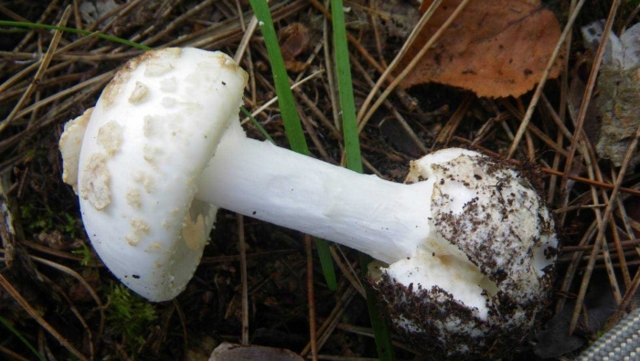 Мухомор яйцевидный (amanita ovoidea)