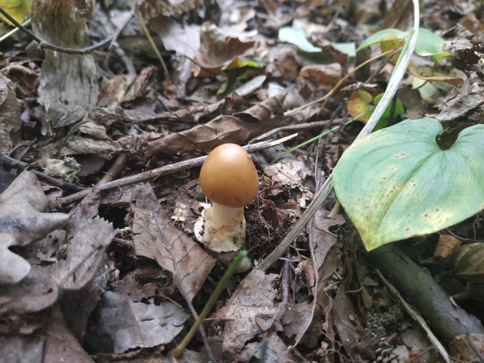 Amanita fulva гриб