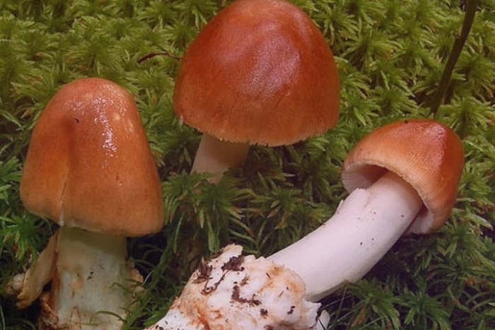 Гриб толкачик