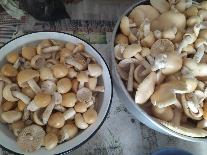 Грибы курочки и гусочки