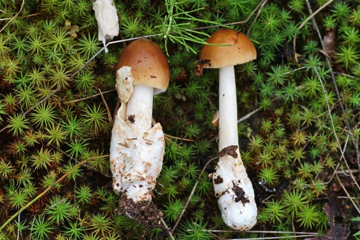 Поплавок жёлто коричневый amanita fulva